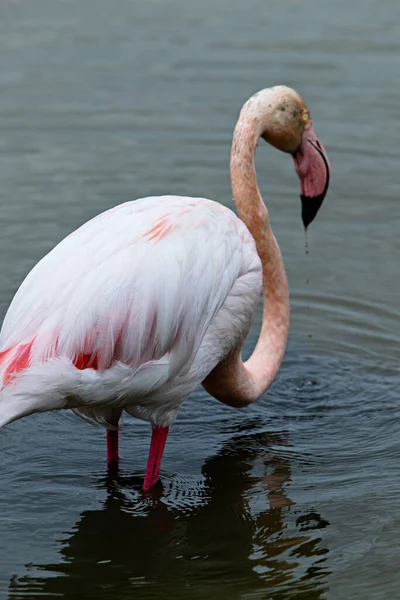 Lonely Flamingo Looking Food — Stock Photo, Image