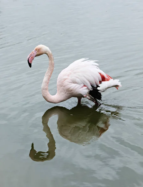 Flamingo Procurando Comida — Fotografia de Stock