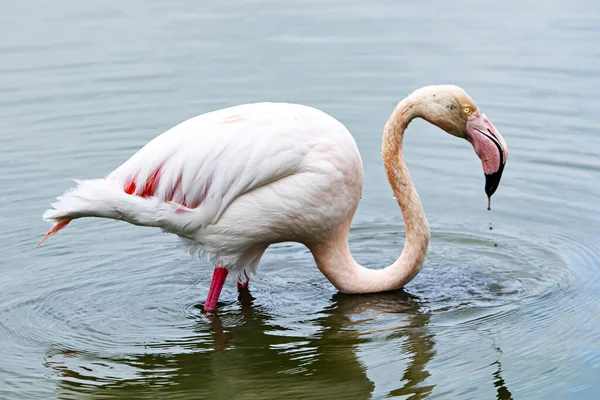 Lonely Flamingo Looking Food — Stock Photo, Image