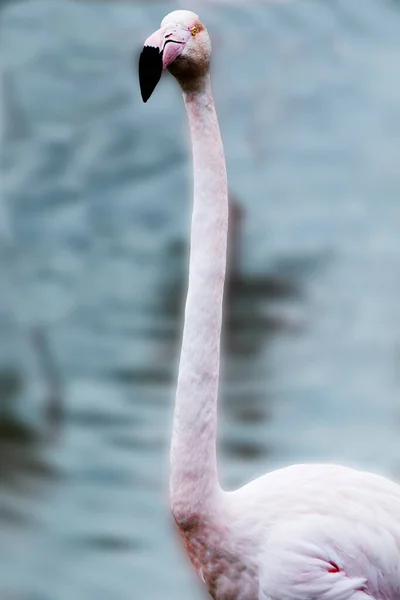 Flamingo Solitário Procura Comida — Fotografia de Stock