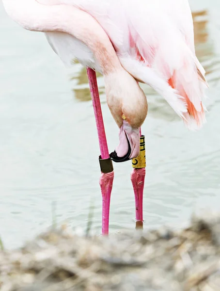 Flamingo Próbuje Zdjąć Pierścień — Zdjęcie stockowe
