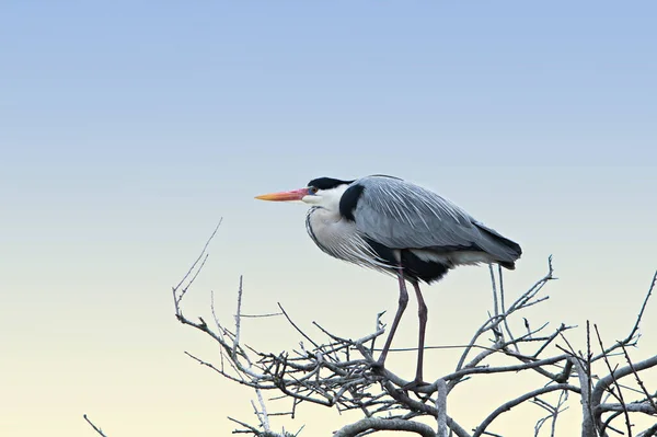 Heron Perched Branch — Stock Photo, Image