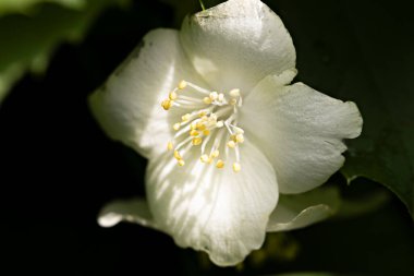 Yeşil zemin üzerinde beyaz çiçek philadelphus