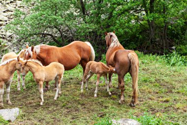 Annesi emdikleri tayı 