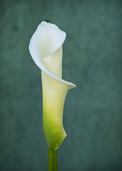 Arum Lilies Green Background — Stock Photo, Image