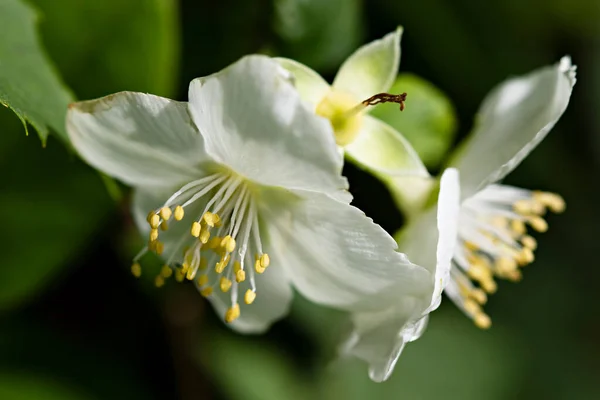 Flor Blanca Sobre Fondo Verde Philadelphus —  Fotos de Stock