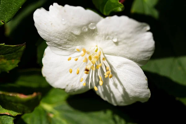 Vit Blomma Grön Bakgrund Philadelphus — Stockfoto