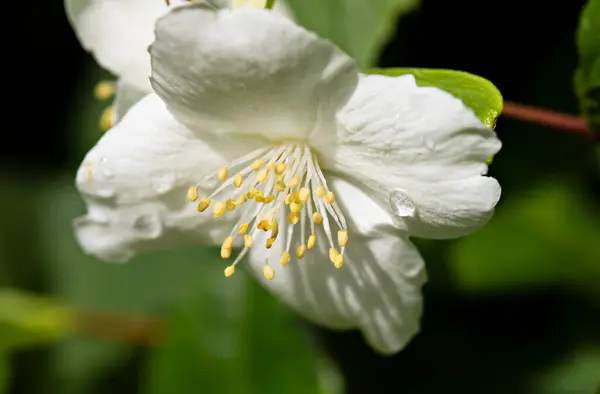 Vit Blomma Grön Bakgrund Philadelphus — Stockfoto