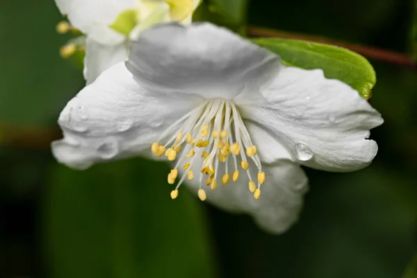 Yeşil Zemin Üzerinde Beyaz Çiçek Philadelphus — Stok fotoğraf