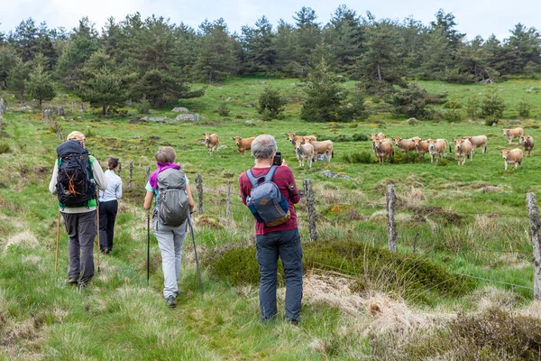 Grupo Caminhantes Olhando Para Vacas — Fotografia de Stock