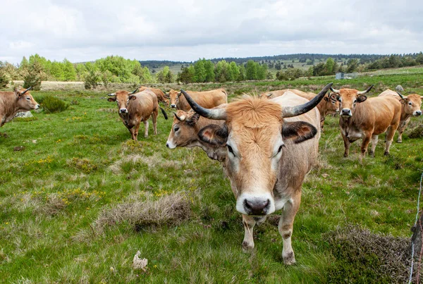Французское Стадо Коров — стоковое фото