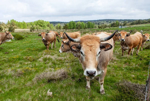 Fransk Besättning Kor — Stockfoto