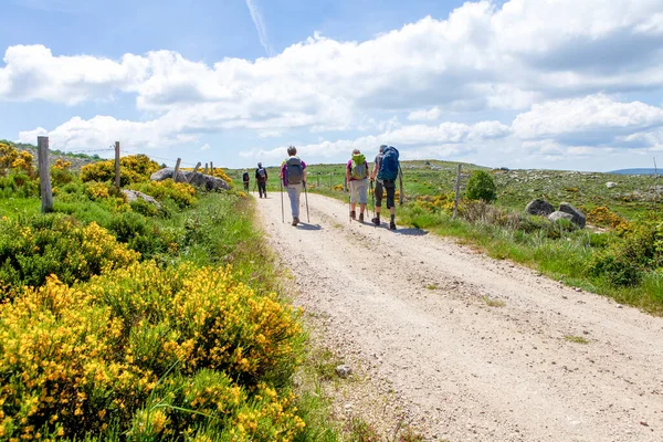 Group Hikers Walking Path — Stock Photo, Image