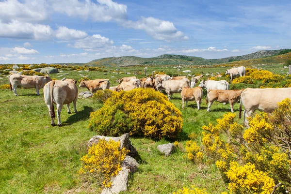 Rebaño Vacas Pastando Campo — Foto de Stock