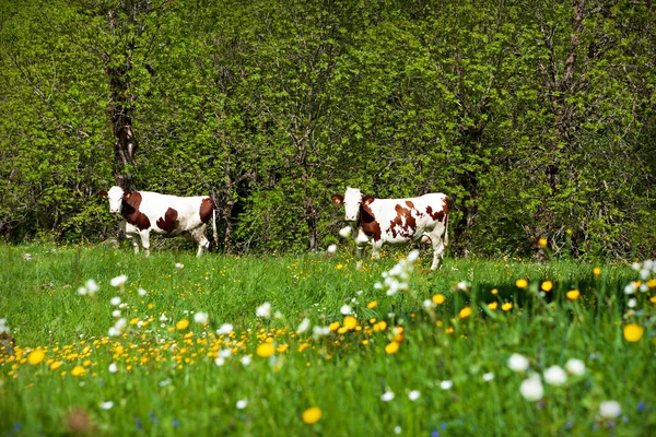 Αγέλη Αγελάδων Στο Χωράφι — Φωτογραφία Αρχείου