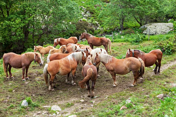 Herd Horses French Montains — Stock Photo, Image