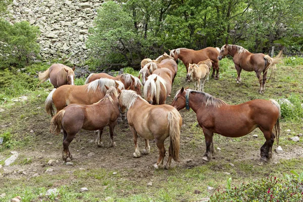 Manada Caballos Las Montañas Francesas — Foto de Stock