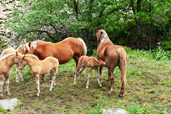 Foal Suckling His Mother — Stock Photo, Image