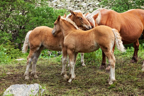 Free Foals Mother Mountains — Stock Photo, Image