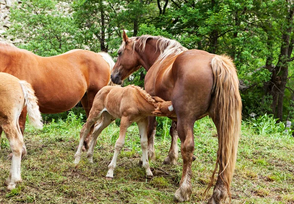 Foal Amamantando Madre — Foto de Stock