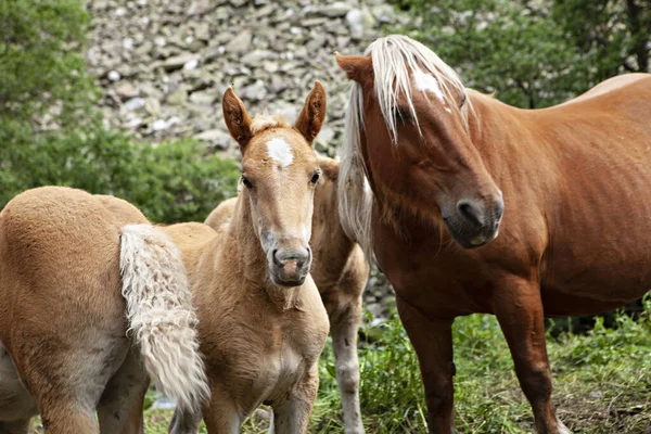 Free Foals Mother Mountains — Stock Photo, Image