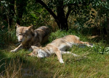 Kurt, hayvan barınağında ağzını açar.