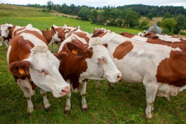 Hayvan barınağındaki sığır sürüsü
