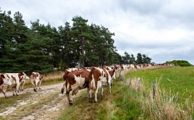 Çiftliğe giden sığır sürüsü