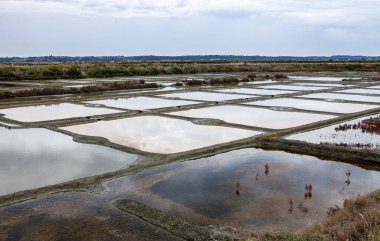 Guerande 'nin tuzlu bataklığı