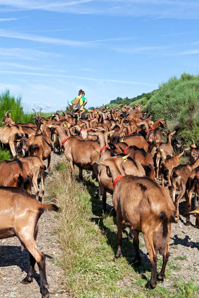 Flock Goats Going Pasture — Stock Photo, Image