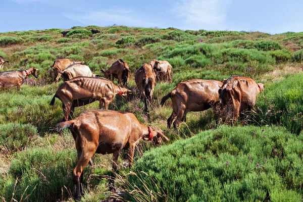 一群山羊在山上吃草 — 图库照片