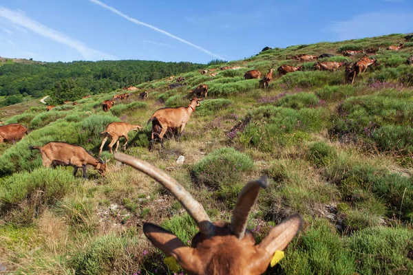 Rebaño Cabras Pastando Montaña — Foto de Stock