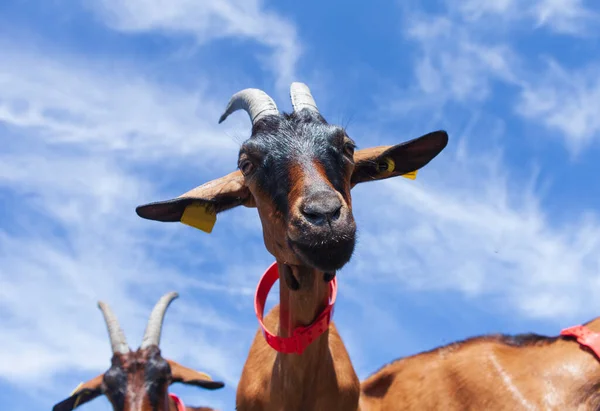Goats Perched Rock — Stock Photo, Image