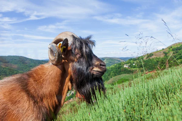 Portrait Old Goat Male — Stock Photo, Image
