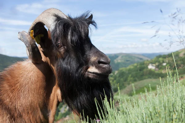 Portrait Old Goat Male — Stock Photo, Image