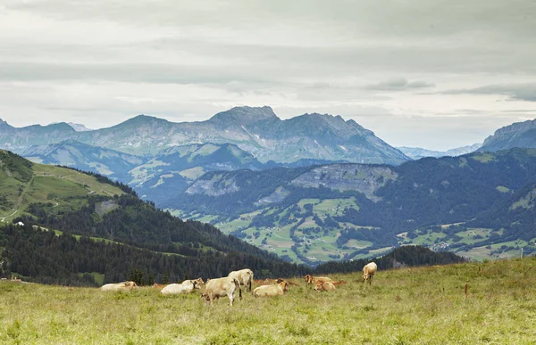 Vacas Pastando Montañas —  Fotos de Stock