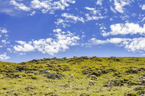 Вівці Гори Альпах — стокове фото