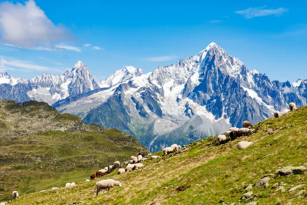 阿尔卑斯山中的羊和山 — 图库照片