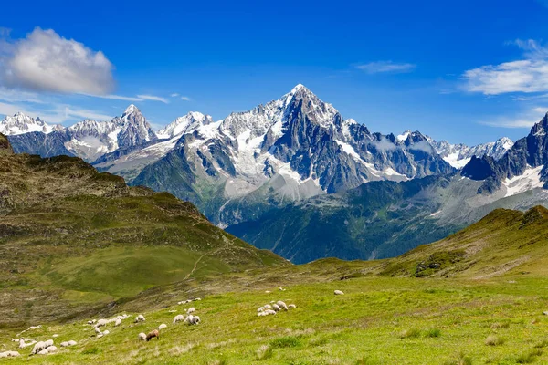 Alplerdeki Koyunlar Dağlar — Stok fotoğraf