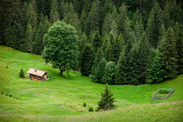 Ferienhaus Wald — Stockfoto