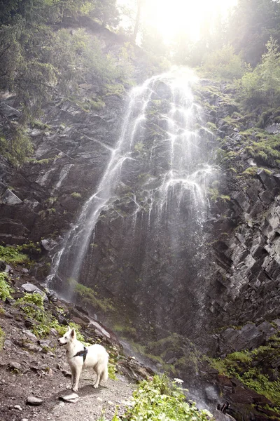 Cane Bianco Cascata — Foto Stock