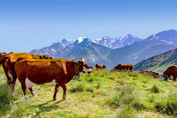 Корови Пасуться Перед Діапазоном Альп — стокове фото