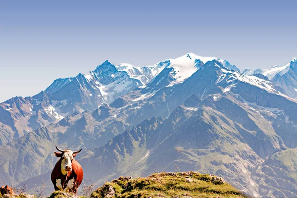 Pâturage Des Vaches Devant Chaîne Des Alpes — Photo