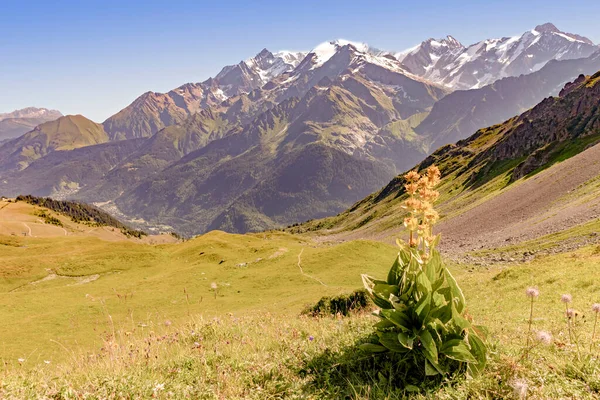 Gentian Çiçekleri Alpler Aralığı — Stok fotoğraf