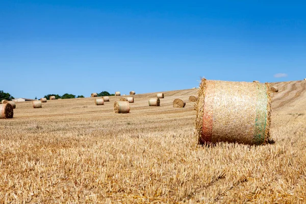 Champ Rouleaux Paille — Photo