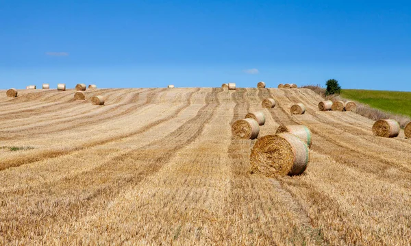 Field Rolls Straw — Stock Photo, Image