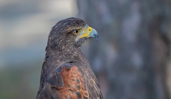 Testa Rapace — Foto Stock