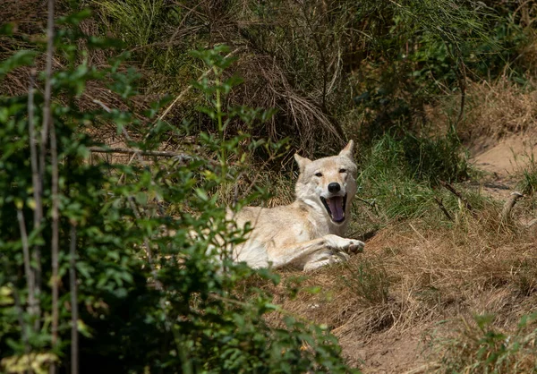 Lobo Boca Abierta Una Reserva Animal —  Fotos de Stock