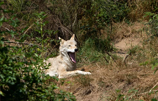 Wolf Open Mouth Animal Reserve — Stock Photo, Image
