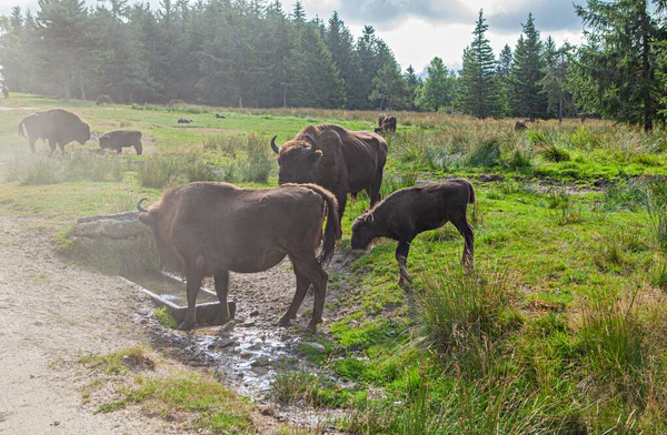 Bison Grazing Forest — Stock Photo, Image